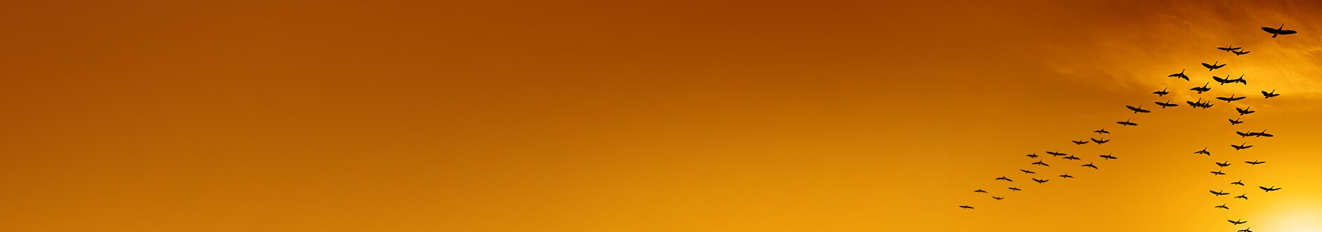 view of a orange sky with few clouds and birds flying together in a scenic view