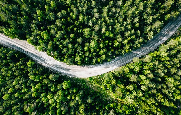 Road in between greenery