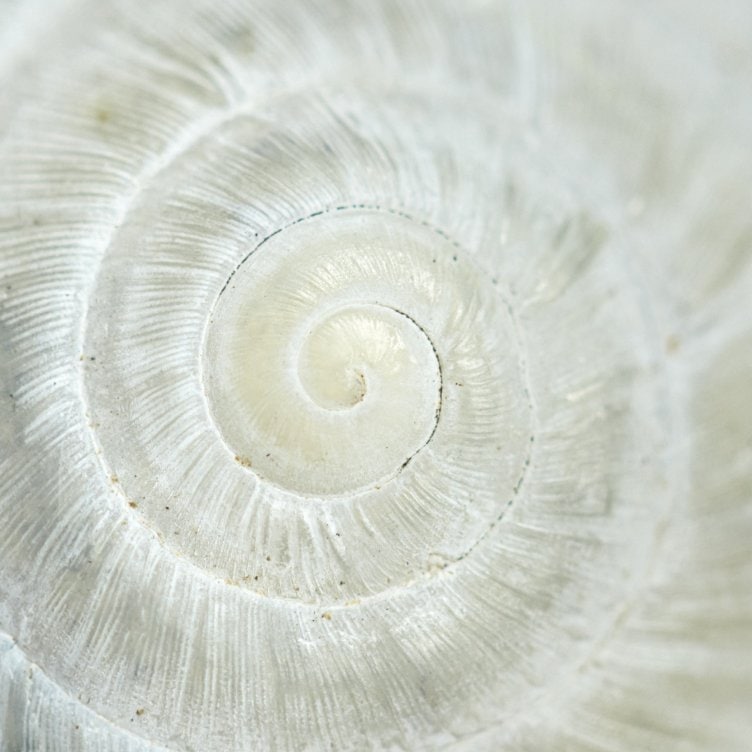 NetApp FAS storage arrays for hybrid flash storage | NetApp